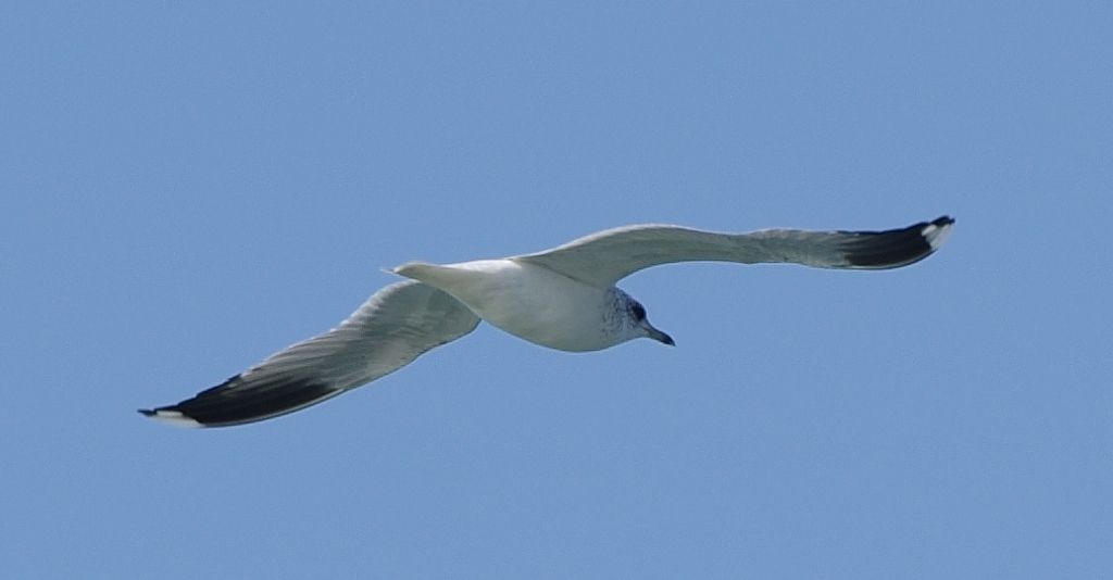 Gavina (Larus canus)